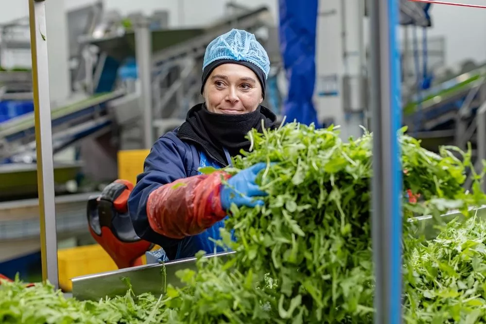 Green Factory zamyka zakład w Legnicy i zwalnia ok. 200 osób. "Trwale nierentowny"