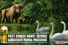 Czego inne marki mogą nauczyć się od Żubra?