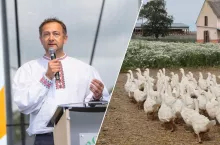 Polska gęsina podbije UE dzięki certyfikatowi. Chronione Oznaczenie Geograficzne ”Można uzyskać 2-krotność przychodów” (Fot. MRiRW + Zakład Doświadczalny Kołuda Wielka w Instytucie Zootechniki-PIB)