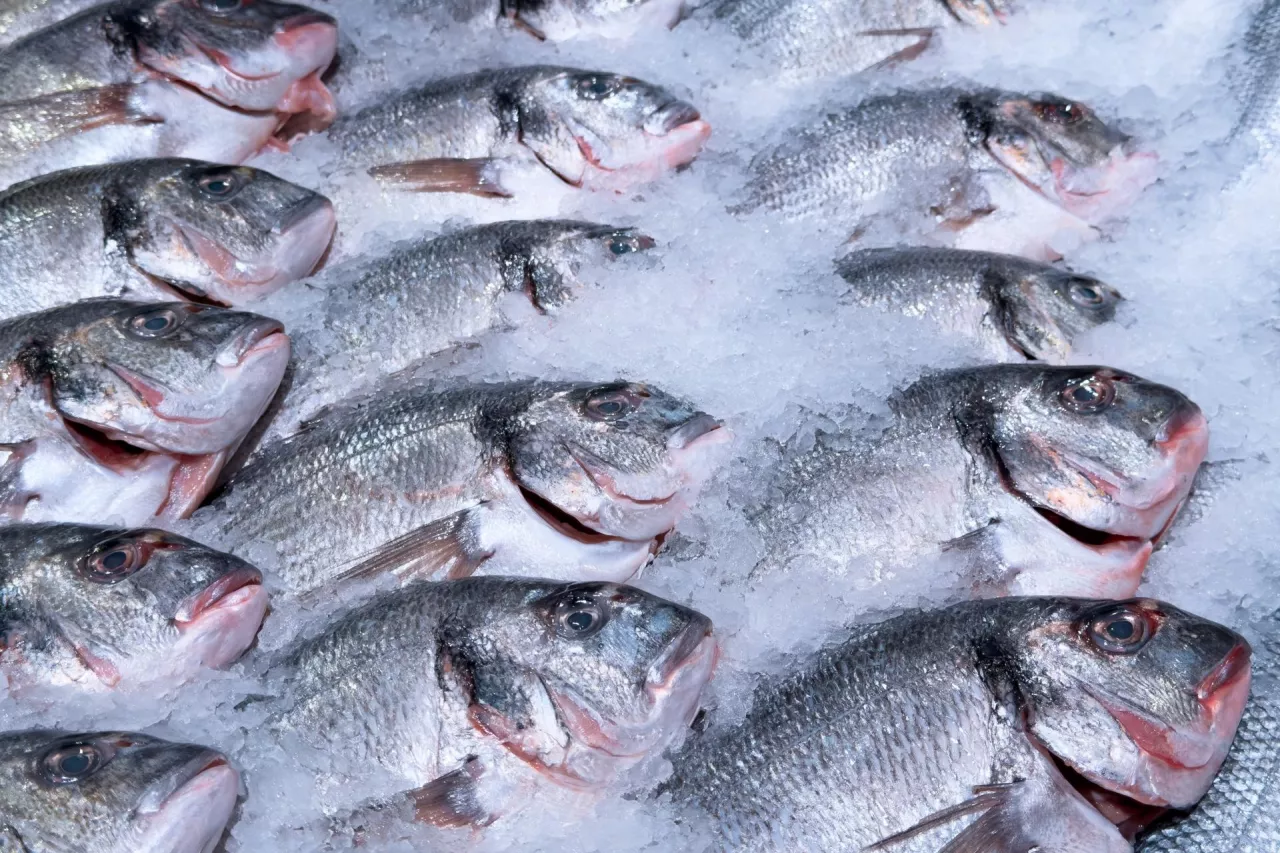 Globalny popyt na ryby rośnie. FAO ostrzega przed przełowieniem (fot. Shutterstock)