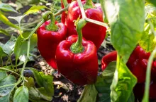 Co z cenami papryki? Raport Bronisze (fot. Shutterstock)