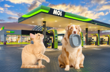 Miski z wodą dla psa i kota na stacjach MOL (fot. shutterstock)