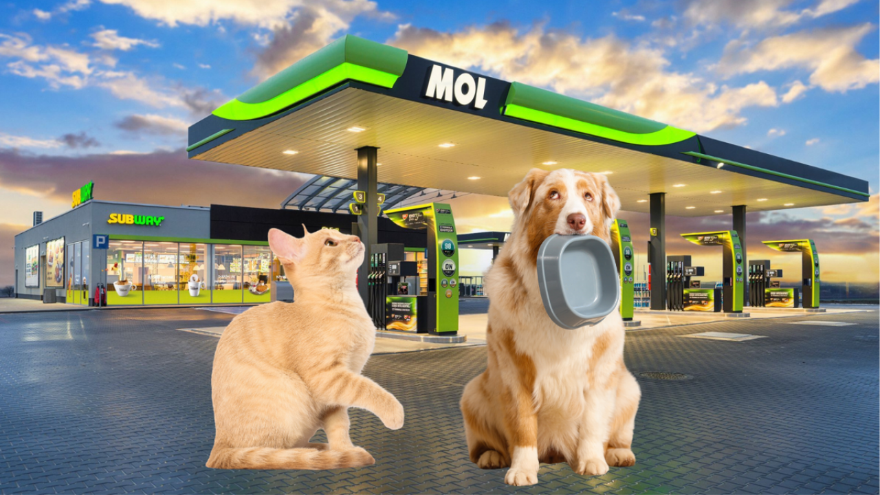 Miski z wodą dla psa i kota na stacjach MOL (fot. shutterstock)