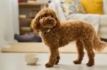  Polski EcoBean w programie Mars Petcare (fot. Shutterstock)