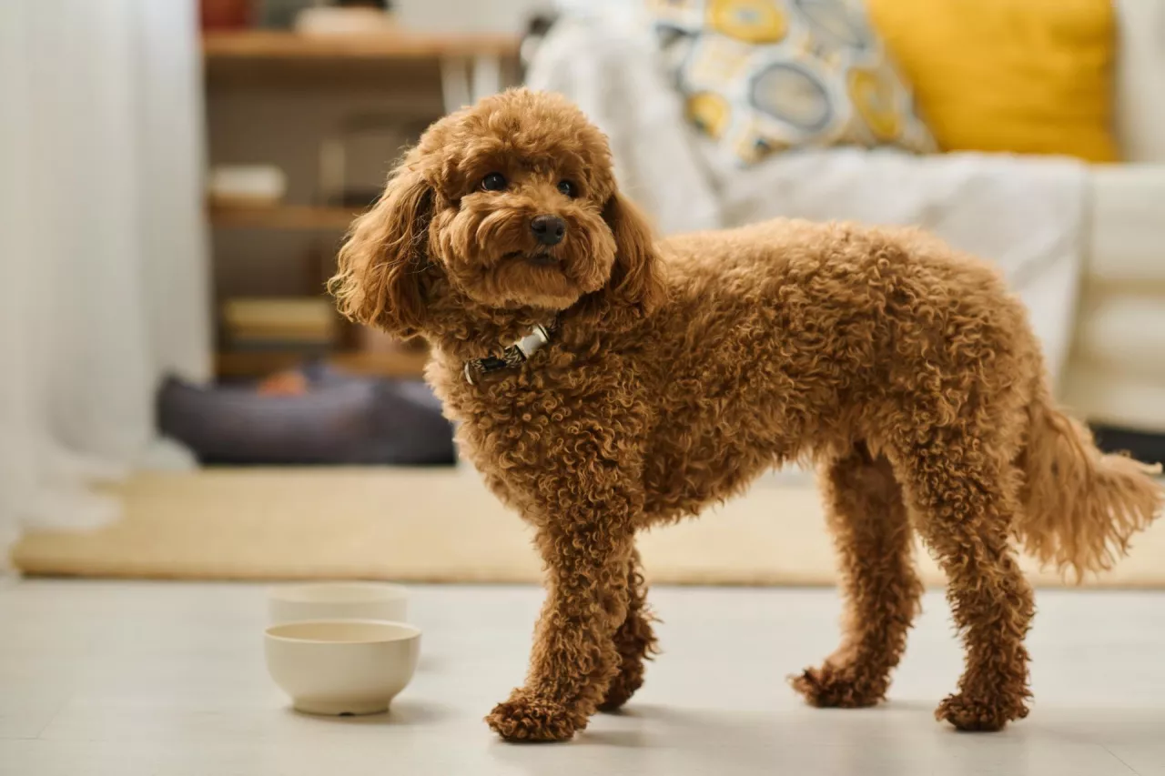  Polski EcoBean w programie Mars Petcare (fot. Shutterstock)